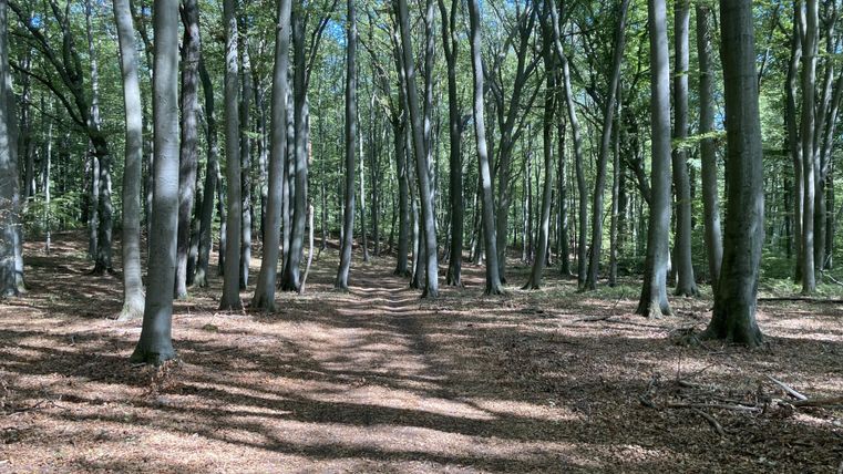 A beautiful forest with tall trees and a clear sky. The path gently winds through the dense foliage.