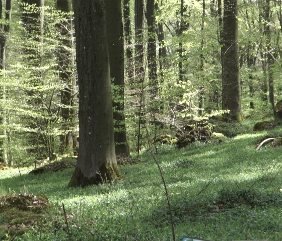 Wald, &copy; Vulkanregion Laacher See, Michael Hartusch