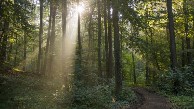 A sunny forest path with tall trees. Rays of sunlight penetrate through the canopy.