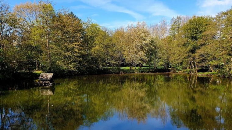 Ein ruhiger Teich umgeben von Bäumen. Der Himmel ist blau und der Wald spiegelt sich im Wasser.