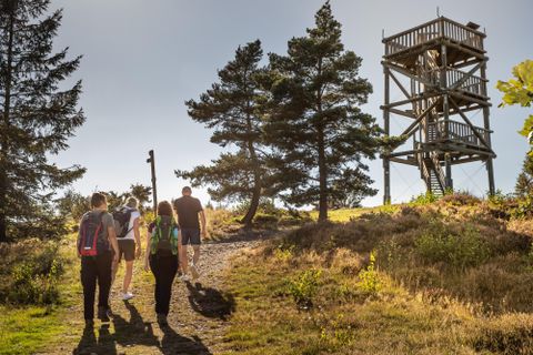 Eine Gruppe von Wanderern geht einen Pfad entlang, um einen Aussichtsturm zu erreichen. Die Umgebung ist von Bäumen und sonnigem Wetter geprägt.