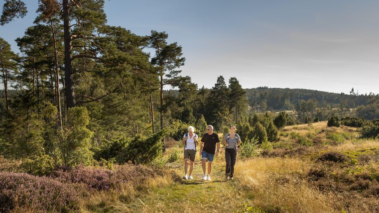 Drei Personen spazieren auf einem Weg durch eine grüne Landschaft. Im Hintergrund sind Bäume und sanfte Hügel zu sehen.