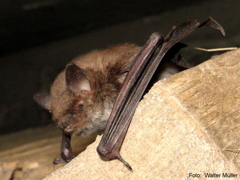 Eine kleine Fledermaus sitzt auf einem Holzstück. Sie hat braunes Fell und ausgestreckte Flügel.