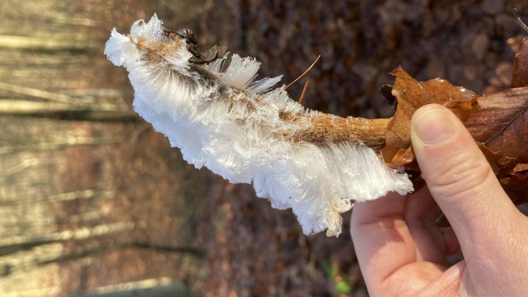 Ein Zweig mit einer frostigen, weißen Struktur wird von einer Hand gehalten. Im Hintergrund sind braune Blätter und Bäume im Wald zu sehen.