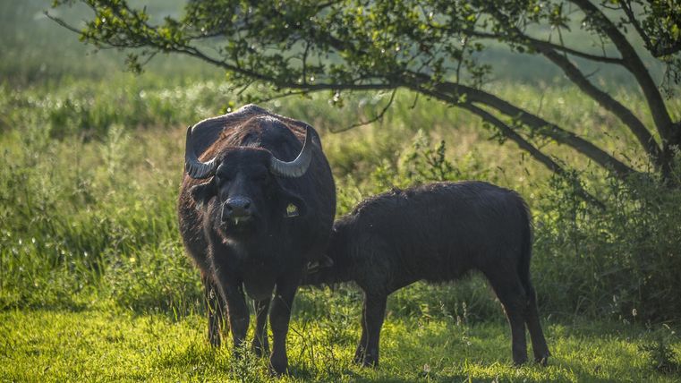 A water buffalo with its calf stands on a green meadow. In the background, trees and a tranquil landscape can be seen.