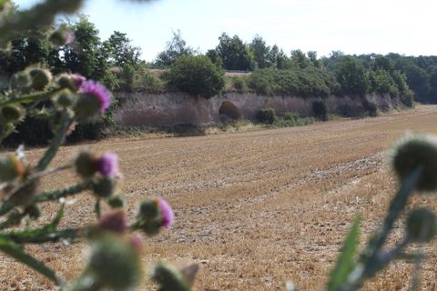 Ein Acker mit kurzem Gras und einigen Bäumen im Hintergrund. Im Vordergrund sind lila Blüten sichtbar.