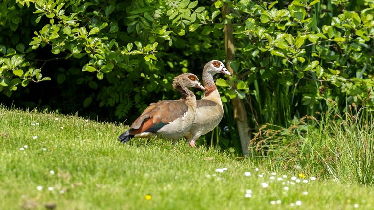 Two ducks are standing on a green meadow in front of a dense hedge. The sun is shining, and the surroundings are friendly and inviting.