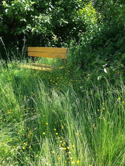 Eine stille Bank versteckt im hohen Gras und Blumen. Umgeben von üppigem Grün und Bäumen lädt sie zum Entspannen ein.