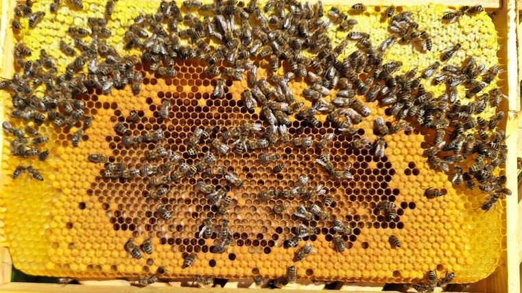 Eine Wabe mit vielen Bienen, die auf dem Wachs sitzen. Die Struktur zeigt sechseckige Zellen, die goldgelb leuchten.
