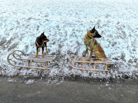 Zwei Hunde sitzen auf einem Schlitten im Schnee. Die Landschaft ist winterlich und weiß, mit einem glatten, gefrorenen Untergrund.
