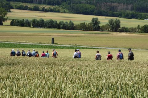 A group of people is walking through a wheat field. In the background, gentle hills and trees can be seen.