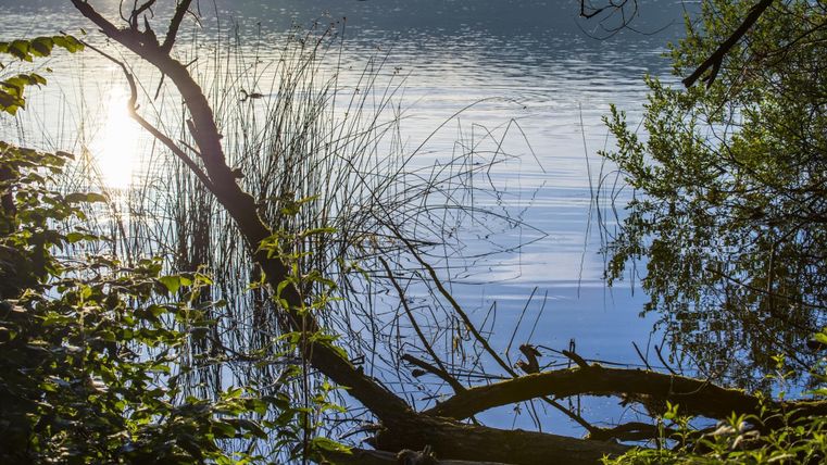 A calm lake with gentle waves, surrounded by green plants and trees. The sun reflects on the water surface.