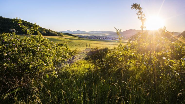 Eine malerische Landschaft mit sanften Hügeln und strahlendem Sonnenlicht. Grüne Wiesen und Bäume umgeben die Szene.