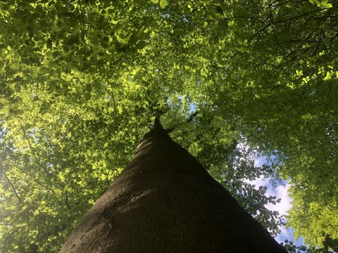 Ein kleiner Pilz wächst zwischen Gräsern und Moos. Die grüne Umgebung vermittelt eine natürliche und ruhige Atmosphäre.