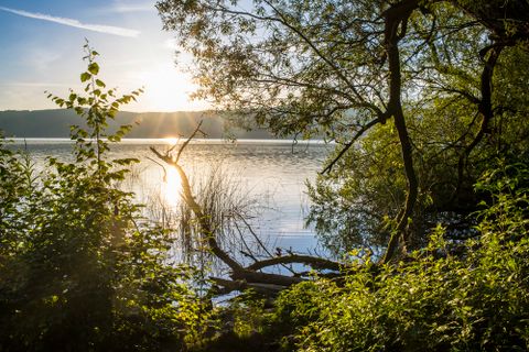The view of the lake through bushes and trees when the sun is low in the sky