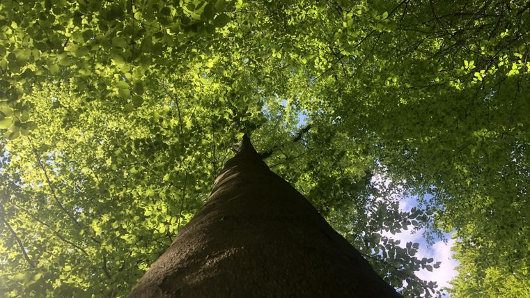 Een blik omhoog in de boomkruin met stralend groene bladeren. De lucht is gedeeltelijk zichtbaar tussen het loof.