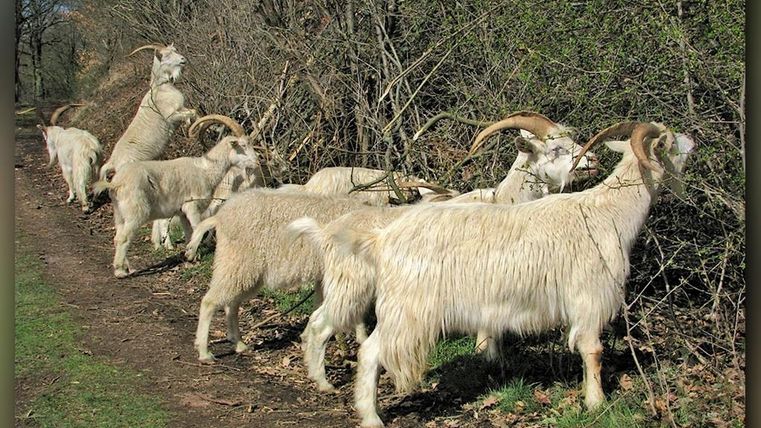 Eine Gruppe von Ziegen steht entlang eines Weges und frisst an den Sträuchern. Die Ziegen haben lange Hörner und ein auffälliges, weißes Fell.