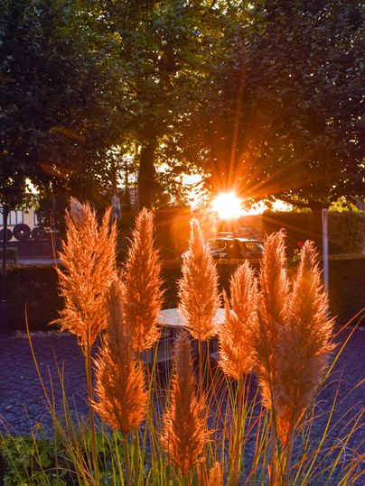Ein Sonnenaufgang hinter hohen Pampas-Gräsern im Biergarten vor dem HANSA Hotel. Der warme Lichtschein verleiht der Szene eine idyllische Atmosphäre.