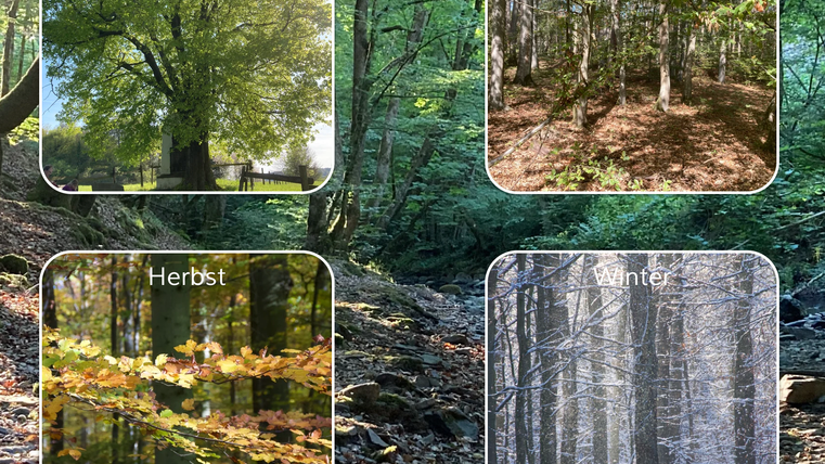 Four seasons in nature: Spring with green leaves, Summer with dense trees, Autumn with colorful leaves, and Winter with a snow-covered forest. Each season shows its own beauty.