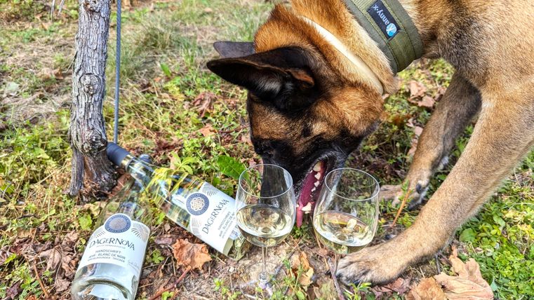 A dog examines two wine bottles and glasses on the ground among the grapevines. The scene is surrounded by autumn leaves.