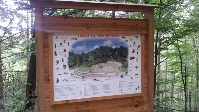 Infotafel im Wald über das Leben im Steinbruch mit Abbildungen von Tieren und Pflanzen.