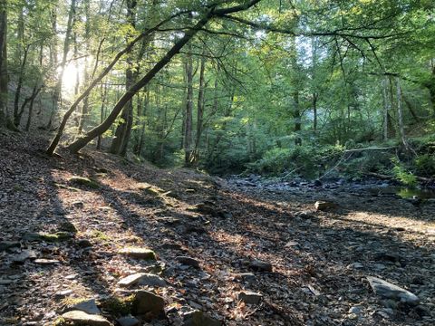 Ein ruhiger Wald mit hohen Bäumen und einem schmalen, steinigen Flussbett. Die Sonnenstrahlen durchdringen das Blätterdach und erzeugen eine friedliche Atmosphäre.