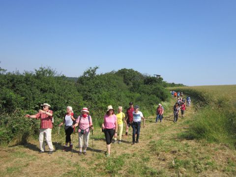 A group of people is walking through a wheat field. In the background, gentle hills and trees can be seen.