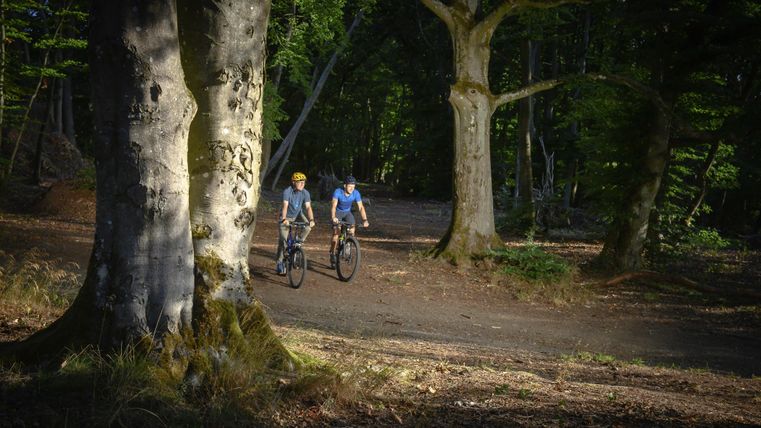 Two cyclists are riding on a forest path. Surrounded by tall trees and a green, natural environment.