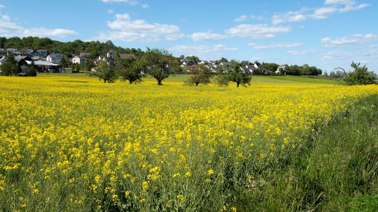Ein weites Feld mit leuchtend gelben Rapsblüten erstreckt sich bis zum Horizont. Im Hintergrund sind einige Häuser und ein blauer Himmel mit vereinzelten Wolken zu sehen.