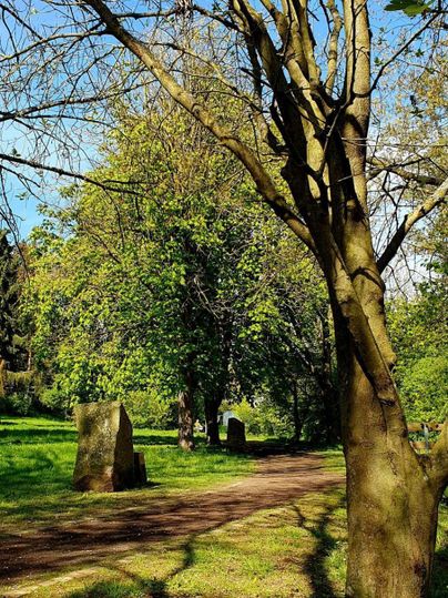 Ein ruhiger Park mit grünen Bäumen und einem gepflasterten Weg. Die Sonne scheint und wirft Schatten auf den Boden.