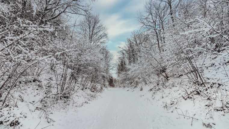 Eine verschneite Waldstraße mit Bäumen und Sträuchern, die von Schnee bedeckt sind. Der Himmel ist hell und teilweise bewölkt.