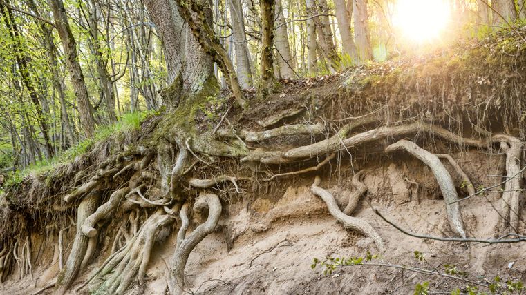 Eine Baumwurzel, die an einem Hang sichtbar ist, mit Sonnenstrahlen, die durch die Bäume scheinen. Die Szene zeigt die Verbindung von Natur und Erde.