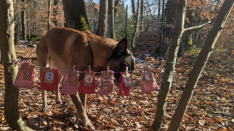 Er staat een hond tussen de bomen in het bos. Aan een tak hangen kleine tasjes met een rood-wit ruitjespatroon.