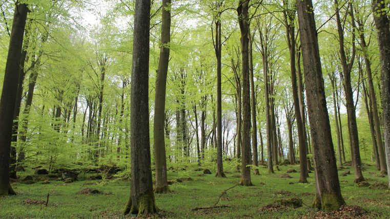 Ein schöner Wald mit hohen Bäumen und frischem, grünem Laub. Der Boden ist mit grünem Moos bedeckt.