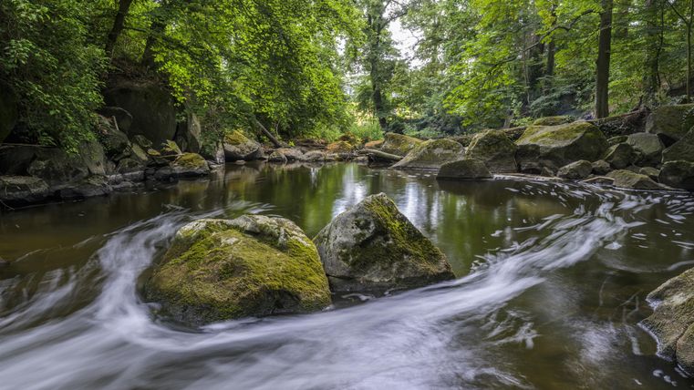 Ein ruhiger Fluss fließt durch einen üppigen Wald. Große Steine liegen im Wasser, umgeben von grünem Laub.