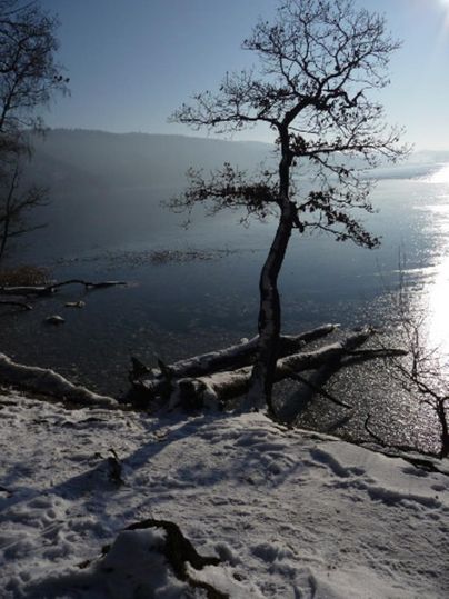 Ein ruhiger See mit einer verschneiten Uferlandschaft und einem einsamen Baum. Die frostige Szenerie spiegelt sich im Wasser wider.