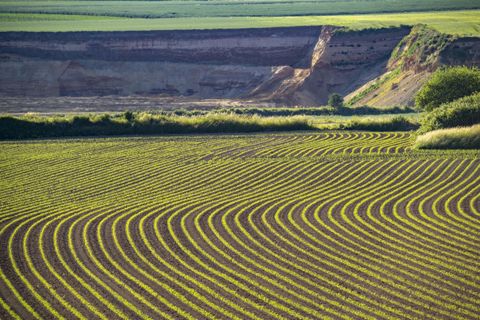 A vast field with neatly arranged rows of plants stretches across the landscape. In the background, a steep landform is visible.