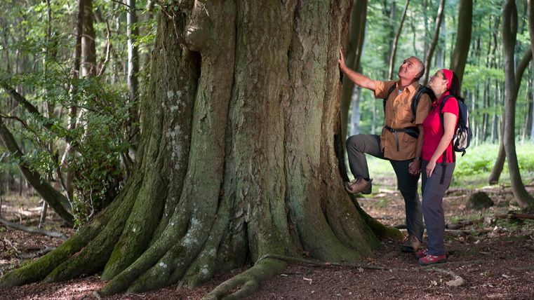 Zwei Personen betrachten einen großen Baum im Wald.