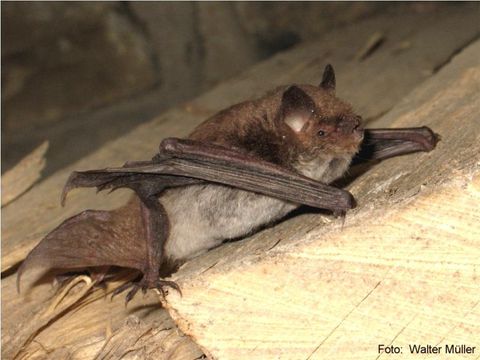 Eine Fledermaus sitzt entspannt auf einem Baumstamm. Ihr braunes Fell und die großen Flügel sind gut sichtbar.