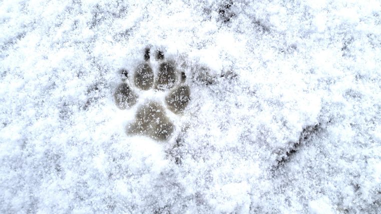 Ein Pfotenabdruck im Schnee. Der Abdruck zeigt die Struktur und Form eines Tiers.