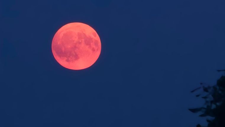 Een grote, oranje volle maan staat aan de heldere, blauwe nachtelijke lucht. Silhouetten van bomen zijn aan de onderkant van de afbeelding zichtbaar.