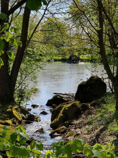 Ein ruhiger Fluss, umgeben von Bäumen und grünen Blättern. Kleine Felsen liegen am Ufer des Wassers.