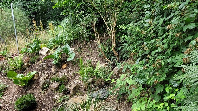 Ein schöner Garten mit verschiedenen Pflanzen und Büschen. Der Hang ist mit Steinen umrandet und bietet eine grüne, natürliche Atmosphäre.