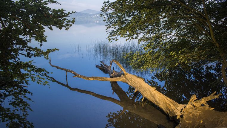 A tranquil lake with reflective water and a tree root in the foreground. In the background, there are gently rolling hills and a slightly cloudy sky.