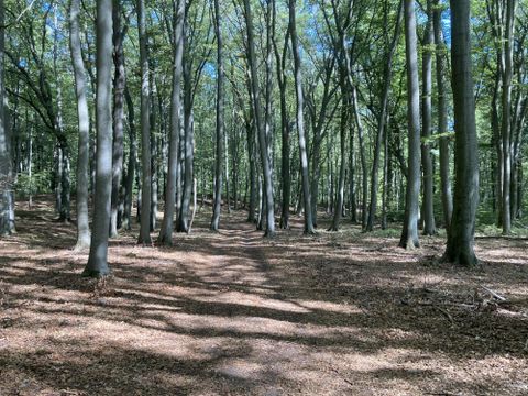 Ein ruhiger Waldweg mit hohen Bäumen. Der Boden ist mit Blättern bedeckt und das Sonnenlicht fällt durch die Äste.