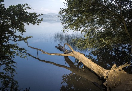 Laacher Seeufer, &copy; Klaus-Peter Kappest