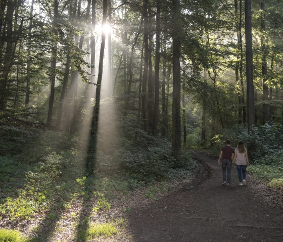 Wald am Laacher See, © Klaus-Peter Kappest