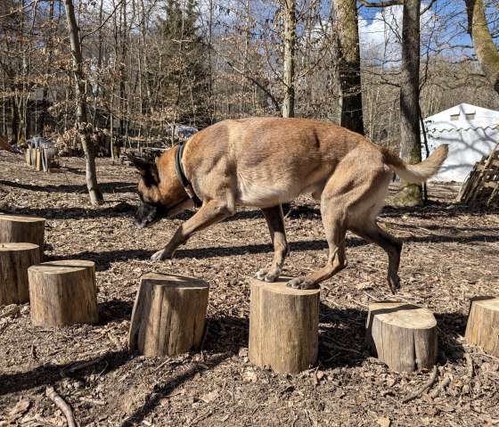 Hund 5, &copy; Maren D&ouml;nhoff