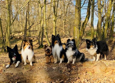 Six dogs are standing on a tree trunk in the forest. They are of different colors and sizes and are enjoying nature.