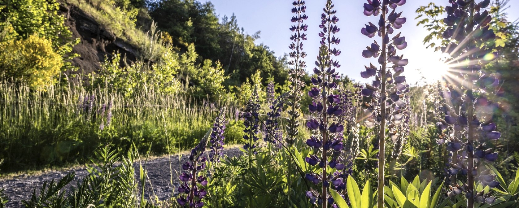 Lupins sur le mur noir à Nickenich, © VG Pellenz/Klaus Peter Kappest